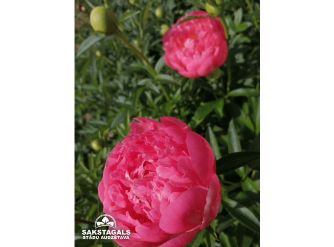 Paeonia   'Coral Sunset'